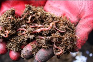 Read more about the article How To Start And Get Worm Farm On Sale In Simple Steps?