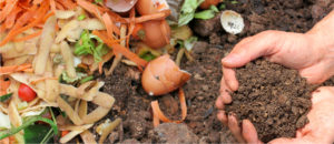Read more about the article Top 3 Benefits of Worm Composting