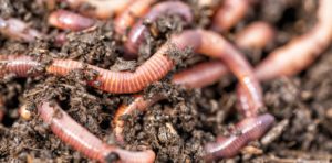 Read more about the article How to Get Benefits of Worm Farming