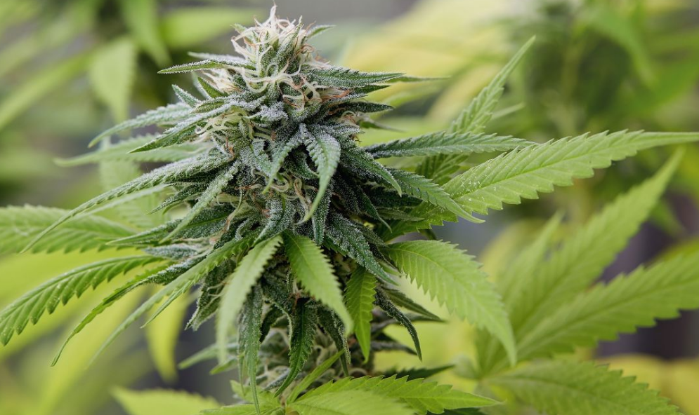 commercial weed control