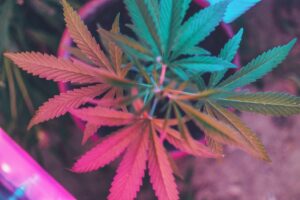 Read more about the article Controlling Weeds For Vegetable Gardening