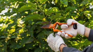 Read more about the article Hiring an Arborist Gold Coast – Not Just Someone With a Saw