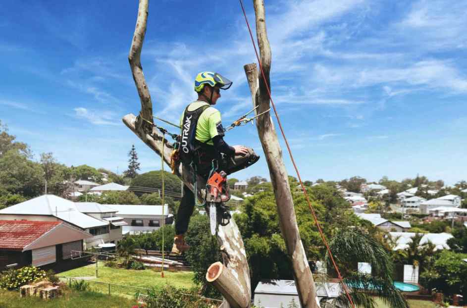 Read more about the article Gold Coast Tree Removal from Frontier Tree Services: Expert Safe Tree Removal Across the Gold Coast